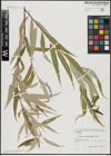 Foto von Salix acmophylla Boiss.